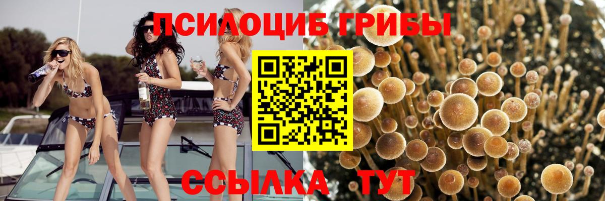 Псилоцибиновые грибы GOLDEN TEACHER Москва